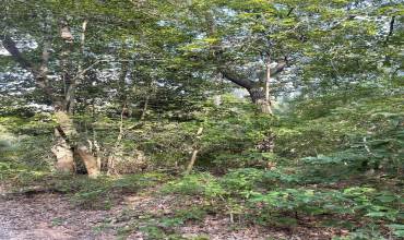 133 Lee St., Jarvisburg, NC 27947, ,Land,For Sale,Lee St.,119918